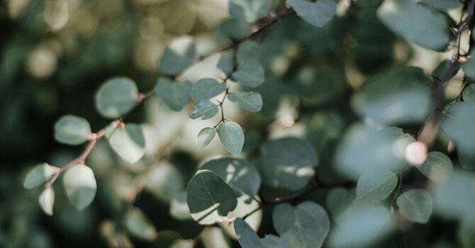 Muscle Testing- Nutrition