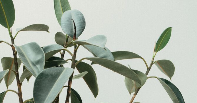 Neuro-Emotional Technique (NET)