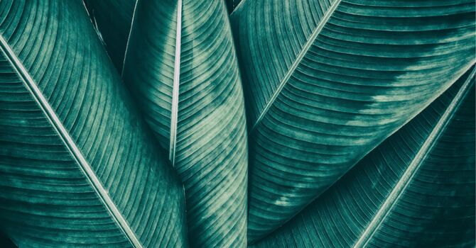 Chiropractic Adjustment